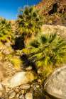 USA, California, Anza Borrego Desert State Park. Palm Oasis in desert. Art Print